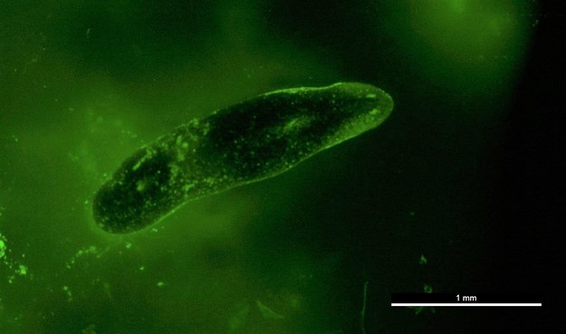 Obraz mikroskopowy wypławka poddanego działaniu toksycznej substancji i fluorescencyjnego barwnika /University of Reading, 2020 /Materiały prasowe