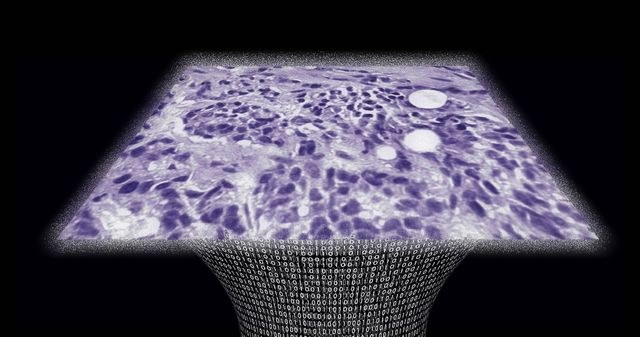 Obraz przykładowej tkanki stworzonej przez innowacyjny bezsoczewkowy mikroskop /materiały prasowe