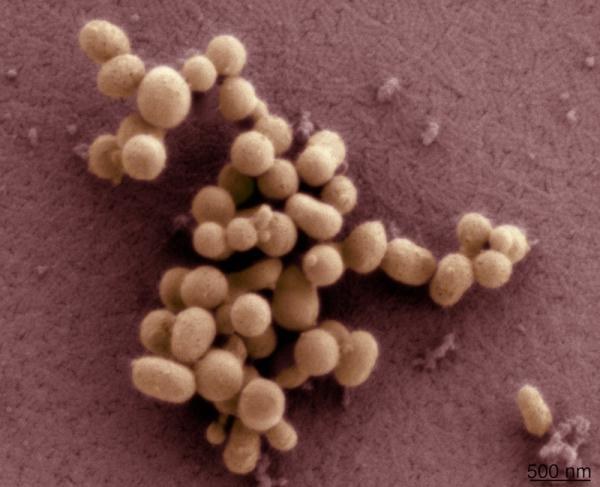Obraz skaningowy bakterii M. mycoides JCVI-syn1 &nbsp; /Fot. Tom Deerinck i Mark Ellisman (National Center for Microscopy and Imaging Research, University of California, San Diego)
