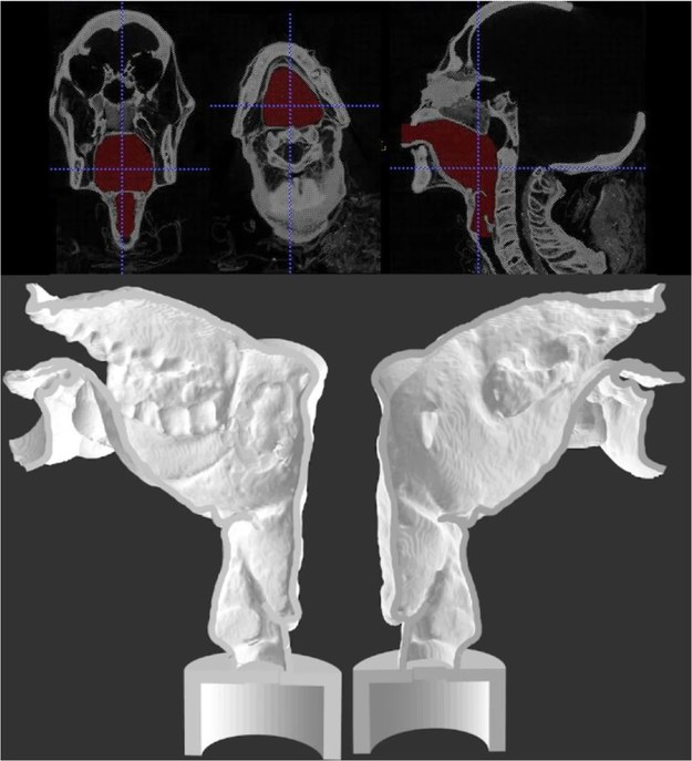 Obraz tomograficzny (powyżej) i rekonstrukcja 3D aparatu głosowego Nesyamuna /© Leeds Teaching Hospitals/Leeds Museums and Galleries. /Materiały prasowe