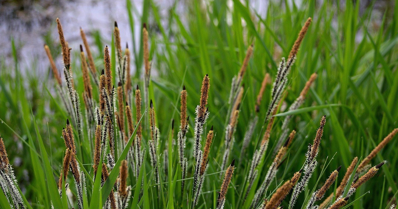 Обрізання стимулює появу нових зелених пагонів та запобігає загниванню молодих стебел /pixabay.com