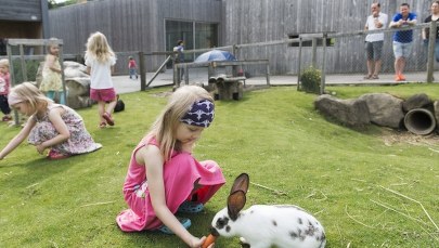 Obrońcy praw królików wkraczają do akcji 