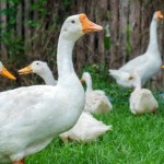 Foie gras Obrońcy praw zwierząt będą zachwyceni. Zakaz wchodzi w życie