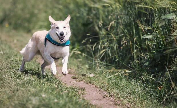 Obroża czy krople? Jaką ochronę przeciw kleszczom wybrać dla psa?