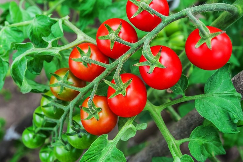 Obrywanie liści pomidorów może im pomóc albo bardzo zaszkodzić. Ważne jest, aby zrobić to w prawidłowy sposób /Pixel
