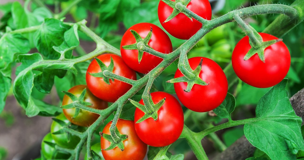 Obrywanie liści pomidorów może im pomóc albo bardzo zaszkodzić. Ważne jest, aby zrobić to w prawidłowy sposób /Pixel