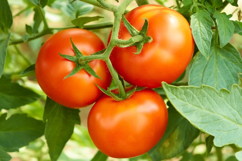 Obrywanie liści pomidorów to sprytny trik ogrodników - poznaj jego tajniki! /123RF/PICSEL