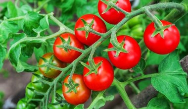 Obrywasz liście pomidorów? Sprawdź, jak to zrobić, by nie zaszkodzić roślinie
