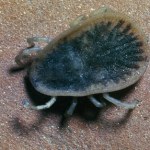 Obrzeżek gołębi to gatunek kleszcza. Ukąszenie może skończyć się śmiercią