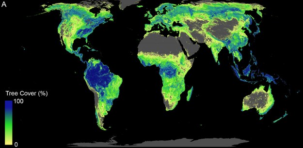 Obszary, na których na Ziemi mogą rosnąć lasy. Kolorem oznaczono aktualny poziom zalesienia. /ETH Zurich / Crowther Lab /Materiały prasowe