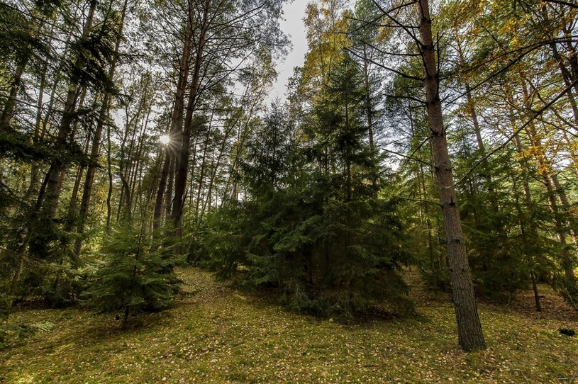 Obszary odlesione, zalesiono na nowo gatunkami wrażliwymi na zmiany klimatu lub pozostawione do tak zwanej naturalnej regeneracji w antropocenie nie kształtują się zgodnie z znanymi nam regułami /Stanislaw Bielski /East News