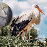 Obudziło ich głośne pukanie do drzwi. Przed domem stał bocian