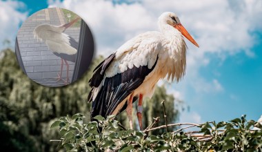Obudziło ich głośne pukanie do drzwi. Przed domem stał bocian