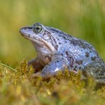 Ocal żabkę. Rusza ochrona płazów na Roztoczu
