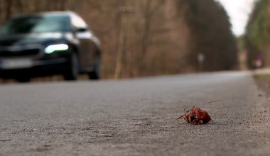 Ocal żabkę. Rusza ochrona płazów na Roztoczu
