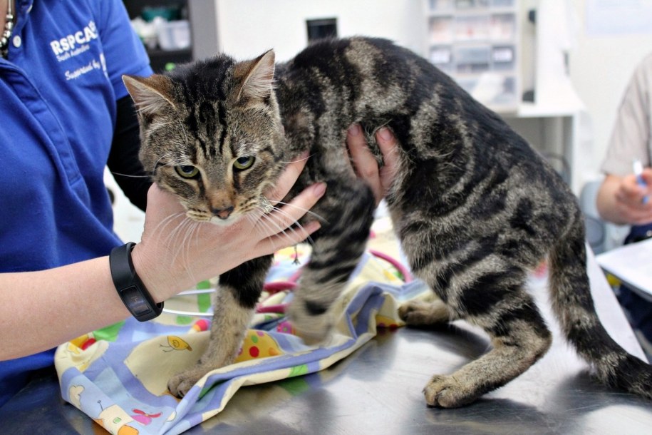 Ocalały Trooper /RSPCA SOUTH AUSTRALIA  /PAP/EPA