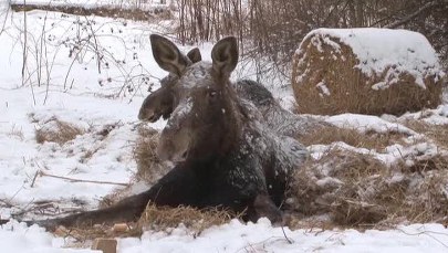 Ocalone łosie walczą o życie 