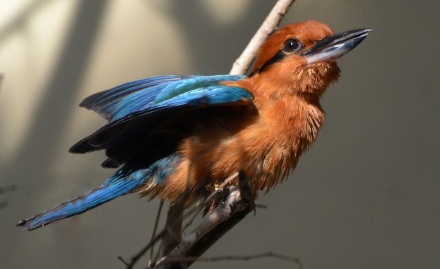 Ocalony gatunek. Wymarły na wolności ptak wraca na łono natury