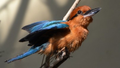 Ocalony gatunek. Wymarły na wolności ptak wraca na łono natury