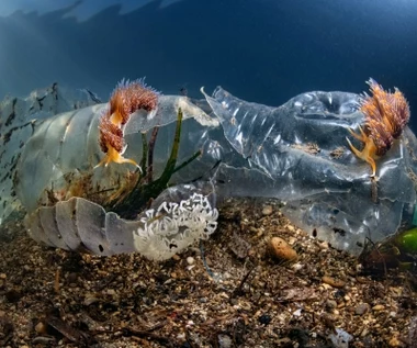 Ocean jako "pojemnik" na odpady. Obliczono, ile śmieci tam wpada