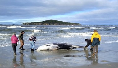 Ocean wyrzucił na brzeg zagadkowe zwierzę. Może rozwiązać wielką tajemnicę