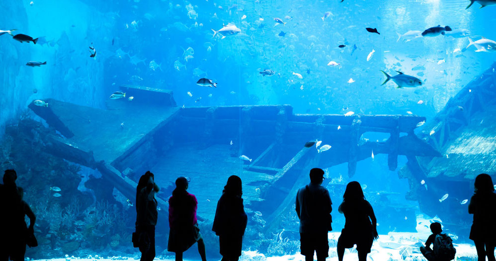 Oceanarium w Singapurze /123RF/PICSEL