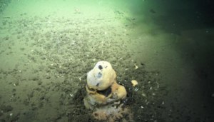 Oceaniczne mikroby mogą pomóc obniżyć temperaturę na Ziemi