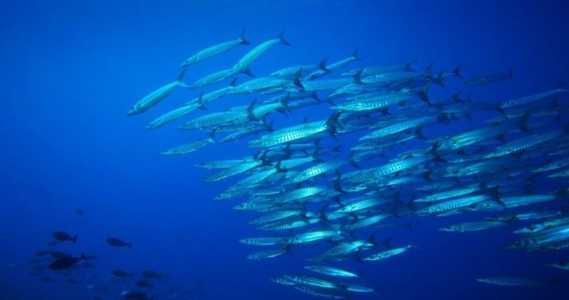 Oceany ogrzewają się, a ławice ryb migrują w okolice biegunów /123RF/PICSEL