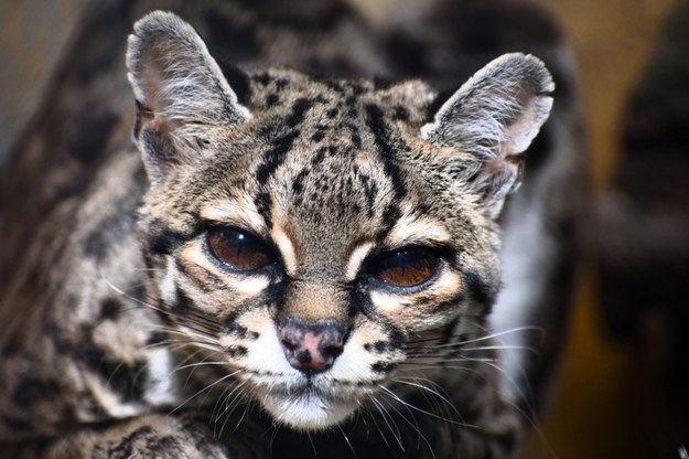 Ocelot nadrzewny /ZOO Poznań FB  /Facebook