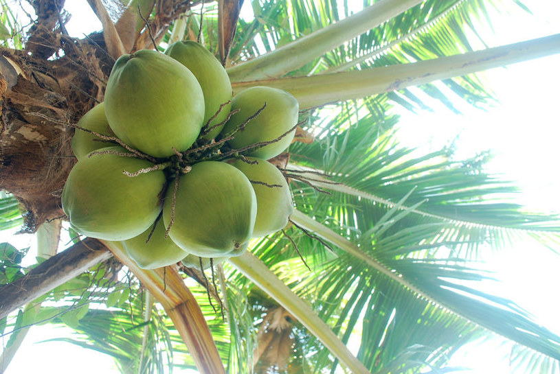 Ocet pozyskuje się z palmy kokosowej /&copy;123RF/PICSEL