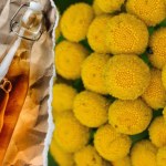 wrotycz pospolity Ocet z wrotyczu. Odstrasza kleszcze i pomaga schudnąć