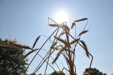 Ochłodzenia na horyzoncie nie widać. Upały nie odpuszczą przez co najmniej 2 tygodnie