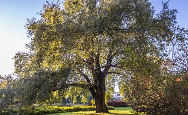 Ochocka topola Obrońców w finale konkursu na Drzewo Roku 2026