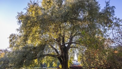 Ochocka topola Obrońców w finale konkursu na Drzewo Roku 2026