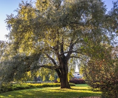 Ochocka topola Obrońców w finale konkursu na Drzewo Roku 2026