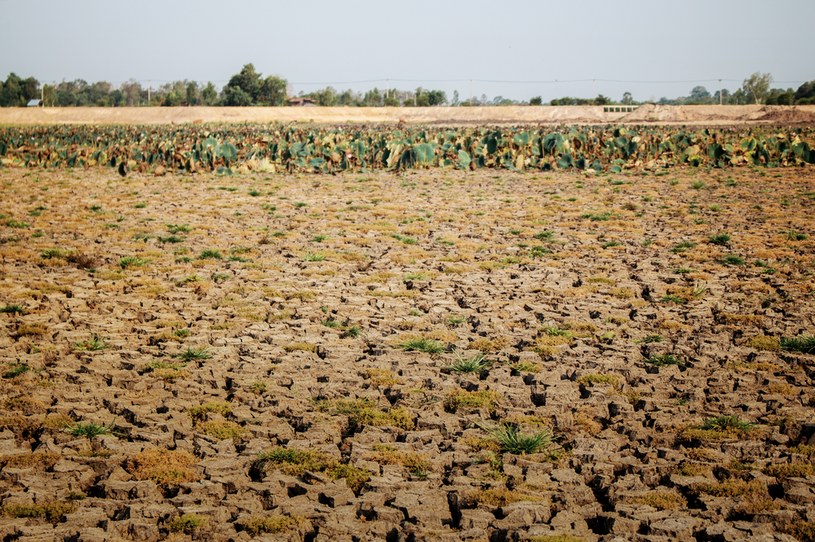 Ocieplenie klimatu jest jednym z największych wrogów owadów /123RF/PICSEL