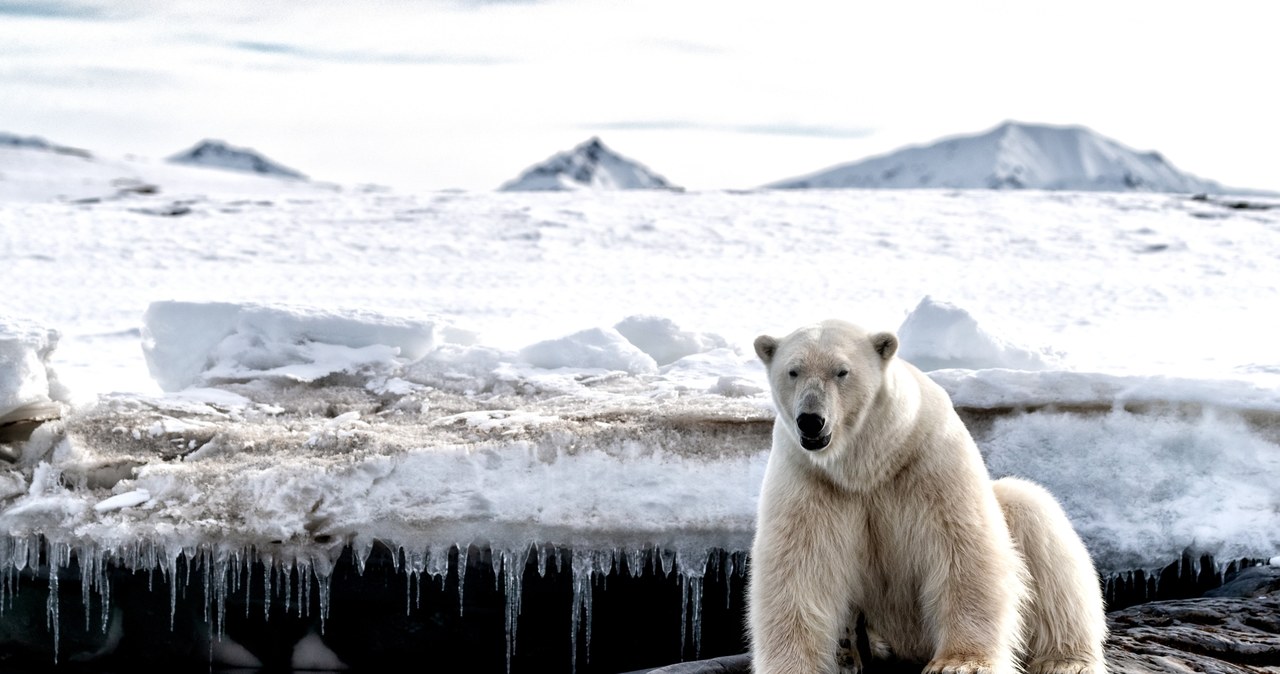 Ocieplenie klimatu może mieć wpływ na bardziej zróżnicowaną dietę niedźwiedzi polarnych /123RF/PICSEL