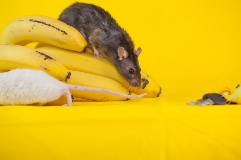 Octan n-pentylu zawarty w bananach i w moczu ciężarnych i karmiących samic myszy wywołuje stres u samców z tego gatunku /123RF/PICSEL