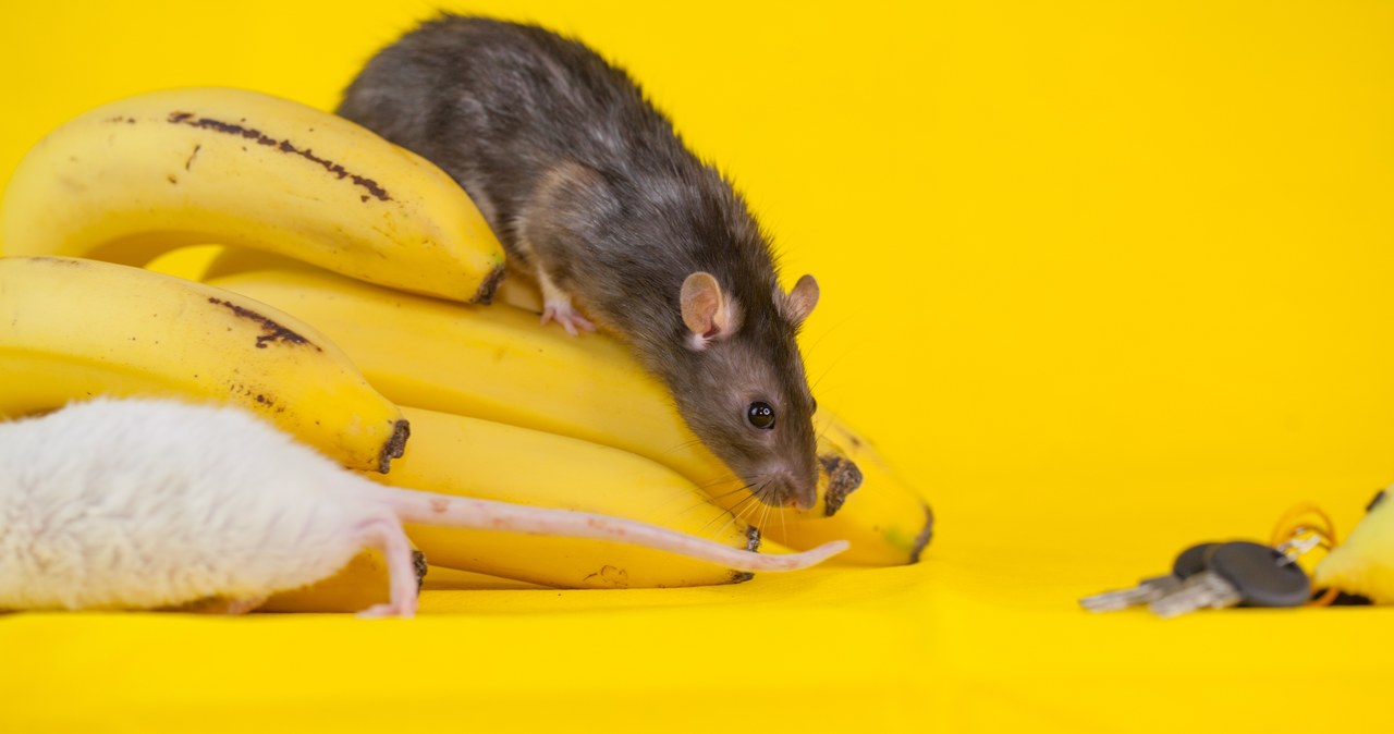 Octan n-pentylu zawarty w bananach i w moczu ciężarnych i karmiących samic myszy wywołuje stres u samców z tego gatunku /123RF/PICSEL