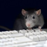 Oczy szczurów poruszają się w przeciwnych kierunkach