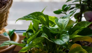 Oczyszcza powietrze i poprawia nastrój. Idealna roślina do niewielkiego mieszkania 