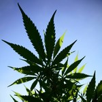 Od 1 kwietnia marihuana w Czechach jest lekarstwem. Nie będzie jednak refundowana