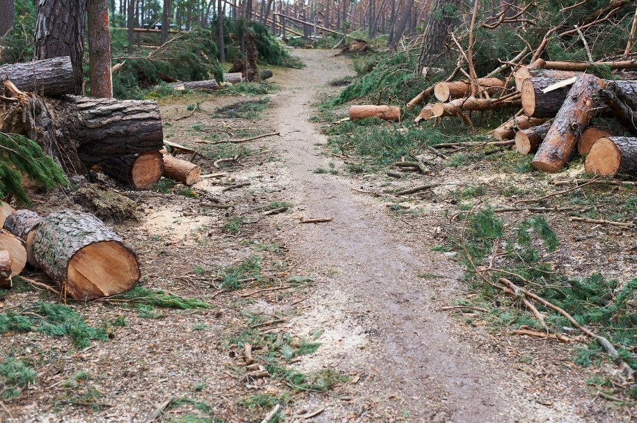 Od 10 sierpnia strażacy w całej Polsce interweniowali 21,3 tys. razy przy usuwaniu skutków burz /Dominik Kulaszewicz /PAP