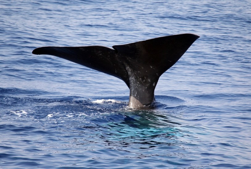 Od 1900 r. znacznie zmniejszyła się masa ciał wielorybów /AFP