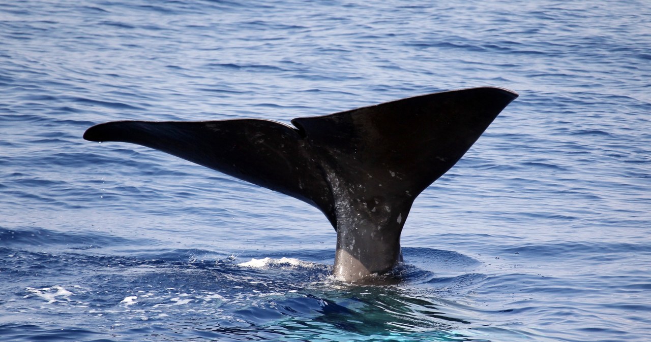 Od 1900 r. znacznie zmniejszyła się masa ciał wielorybów /AFP