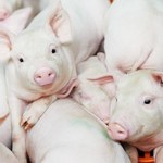 Od 25 lutego rolnik musi rejestrować każdą świnię
