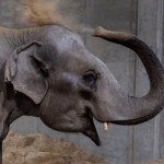 Kopenhaga Od 90 lat w Polsce nie urodził się słoń. Właśnie pojawiła się szansa
