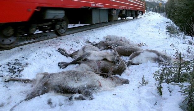 Od czwartku pociągi zabiły na północy Norwegii już 106 reniferów /JOHN ERLING UTSI /PAP/EPA