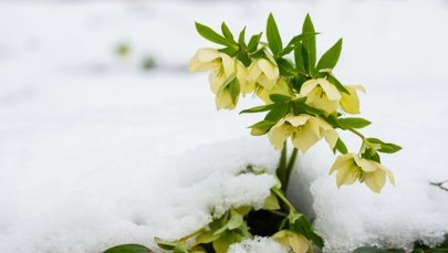 Od godz. 16:03 można wypatrywać wiosny. Dziś najkrótszy dzień w roku