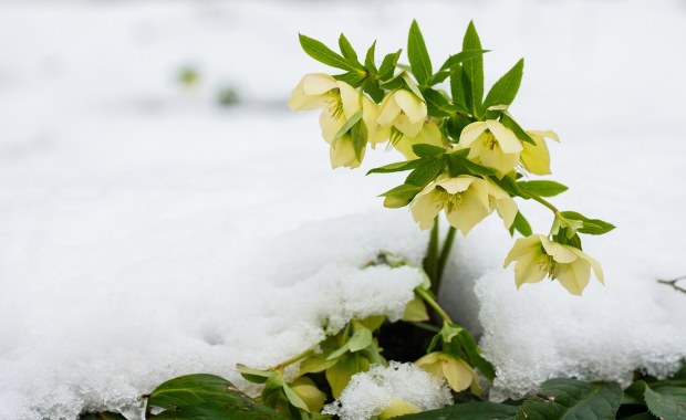 Od godz. 16:03 można wypatrywać wiosny. Dziś najkrótszy dzień w roku